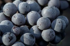 A cluster of ripe cabernet franc grapes is viewed in a vineyard along Foxen Canyon Road on September 8, 2018, in Los Olivos, California. 
