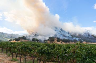 A northern California vineyard rests below a burning hill as firefighters struggle to contain the fire.