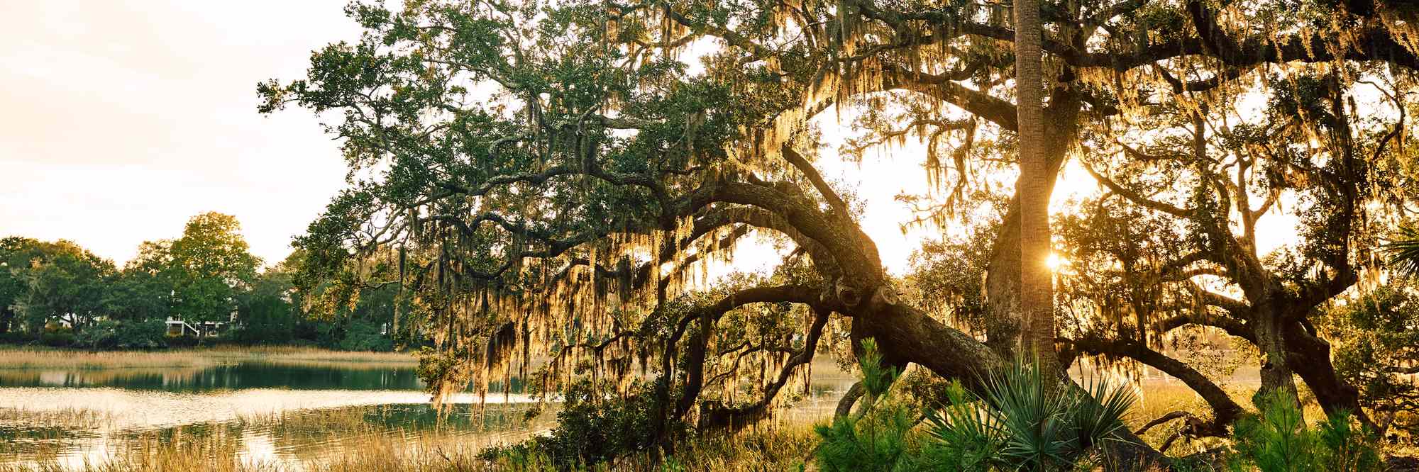 Tree with Spanish moss near a waterfront at sunrise or sunset