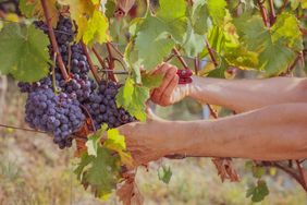 Harvesting grapes from a vine using pruning shears