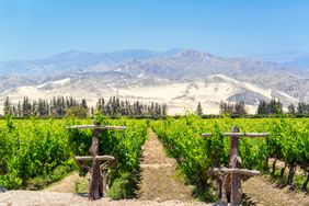 Lush green vineyard for the production of pisco in Ica, Peru with dry sand covered hills in the background