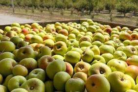 Harvested Newtown Pippin apples from Five Mile Orchard.