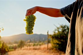 A hand holding a bunch of grapes in a vineyard with a mountain in the background